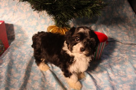 havanese-puppy